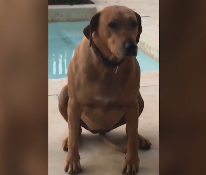 민망한 모습으로 꼬리 흔드는 개