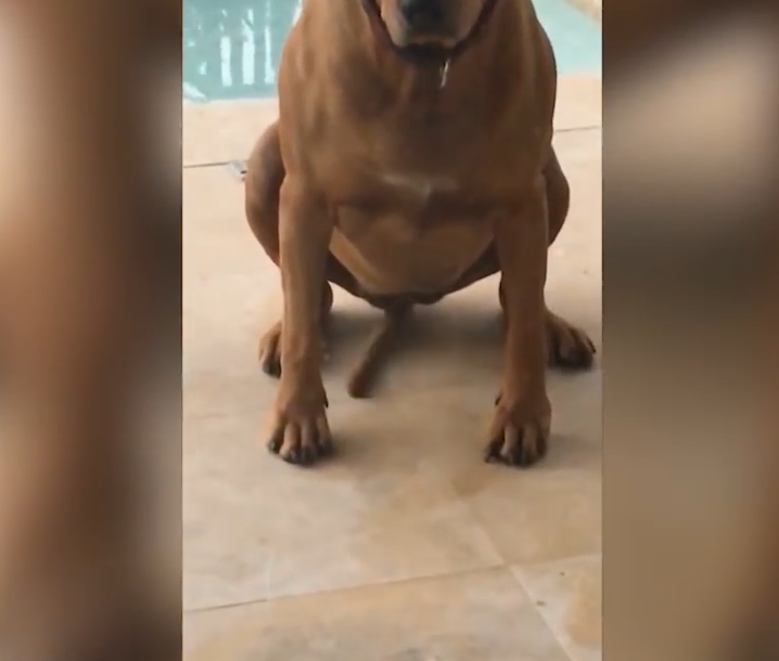 민망한 모습으로 꼬리 흔드는 개