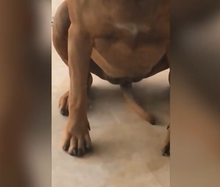 민망한 모습으로 꼬리 흔드는 개