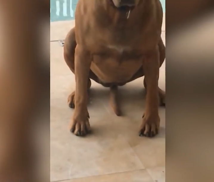 민망한 모습으로 꼬리 흔드는 개