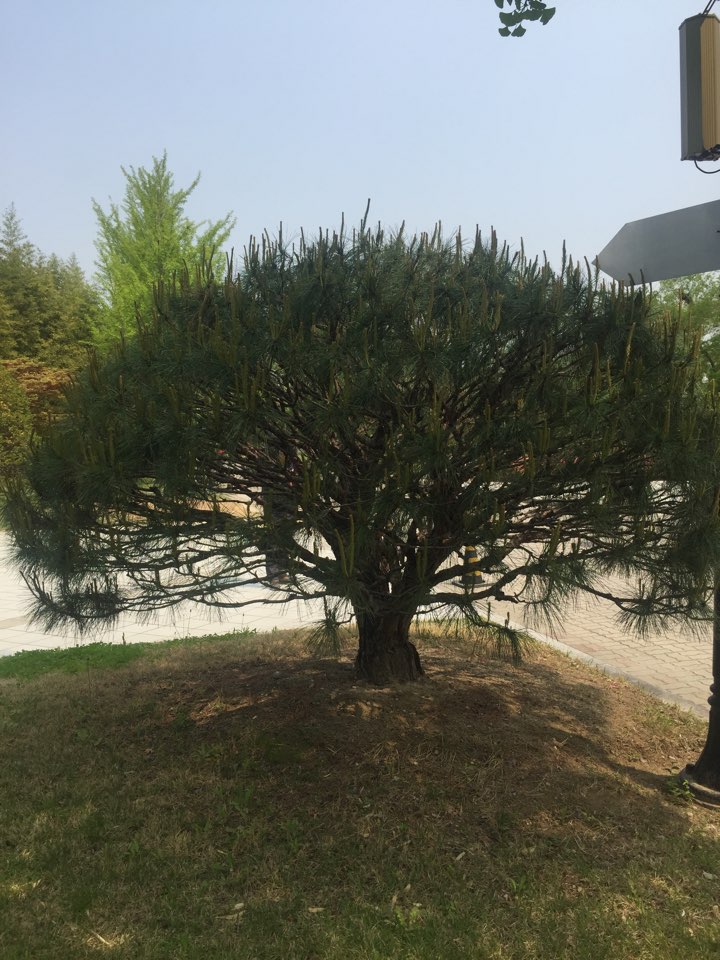 대전정부청사에 있는 같은 품종의 소나무