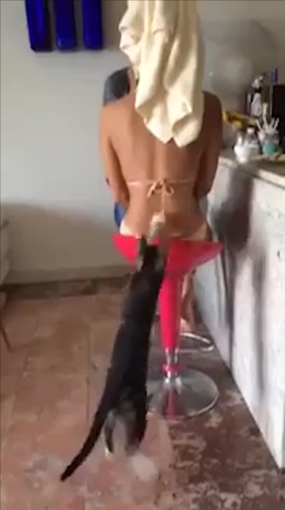 비키니 수영복 끈을 잡아 내리는 고양이 모습(유튜브 영상 캡처)