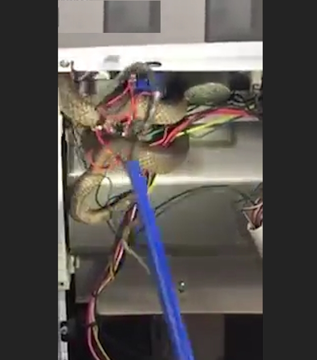 오븐 속에 뱀 모습(유튜브 영상 캡처)