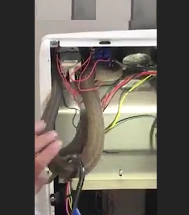 오븐 속에 뱀 모습(유튜브 영상 캡처)