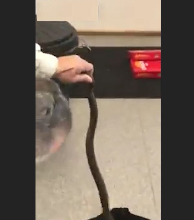 오븐 속에 뱀 모습(유튜브 영상 캡처)