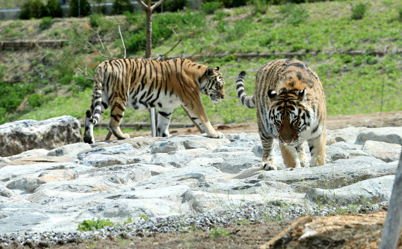 3일 경북 봉화군 국립백두대간수목원 호랑이숲에서 백두산 호랑이 한청이(암컷 13살)와 우리(수컷 7살)가 놀고 있다.  연합뉴스