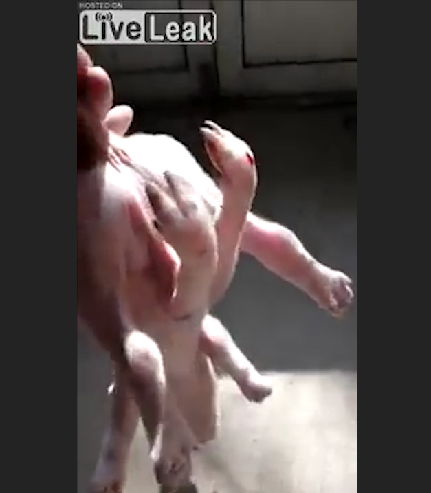 중국 한 농가에서 태어난 6발 달린 충격적인 돼지 모습(유튜브 영상 캡처)