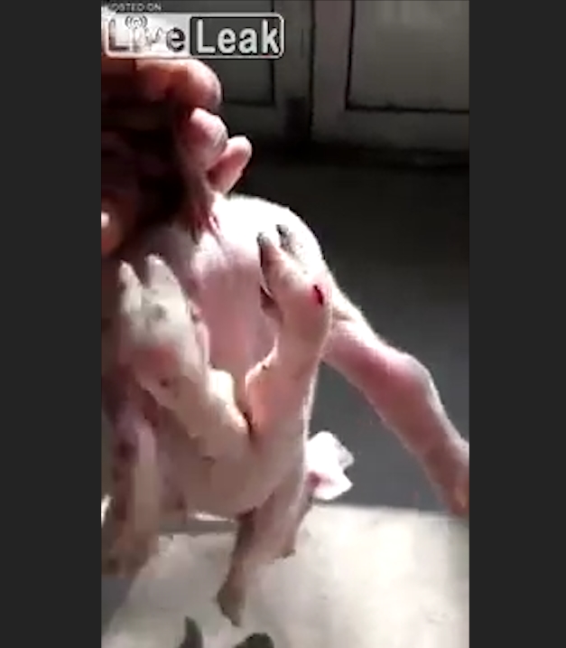 중국 한 농가에서 태어난 6발 달린 충격적인 돼지 모습(유튜브 영상 캡처)