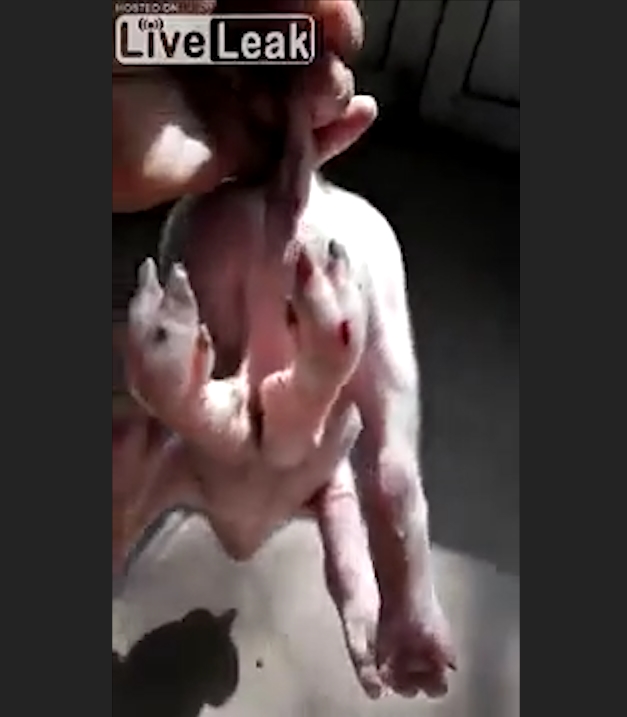 중국 한 농가에서 태어난 6발 달린 충격적인 돼지 모습(유튜브 영상 캡처)