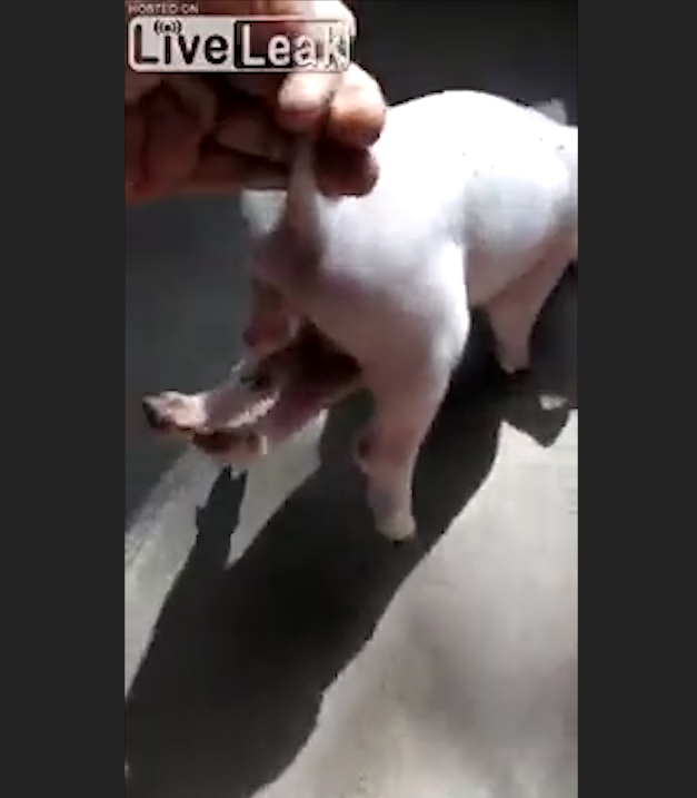 중국 한 농가에서 태어난 6발 달린 충격적인 돼지 모습(유튜브 영상 캡처)