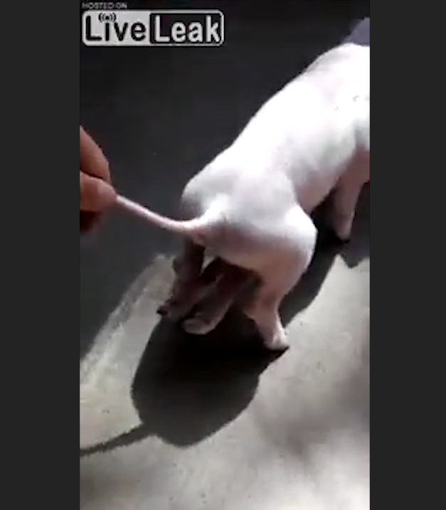 중국 한 농가에서 태어난 6발 달린 충격적인 돼지 모습(유튜브 영상 캡처)