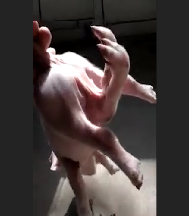 중국 한 농가에서 태어난 6발 달린 충격적인 돼지 모습(유튜브 영상 캡처)