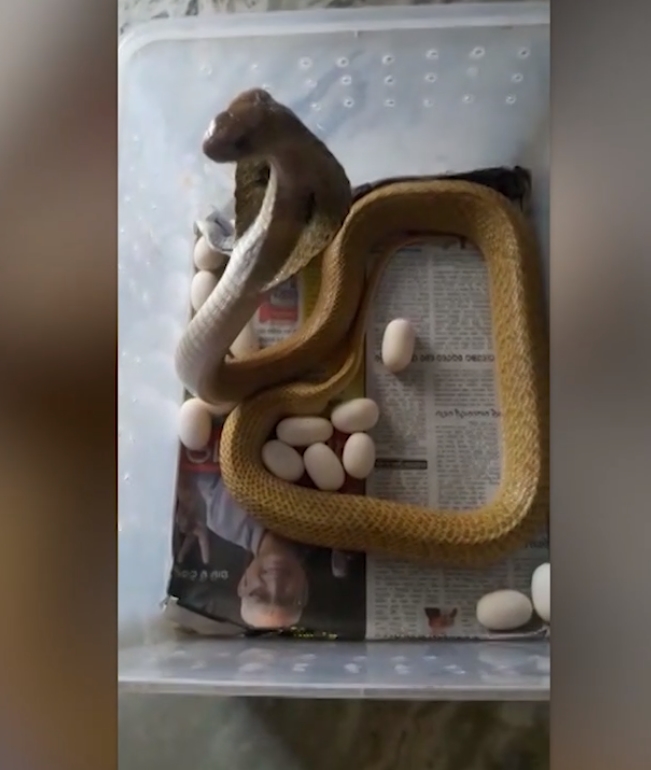 23개의 알을 낳은 코브라 모습(사진출처: Caters TV 영상 캡처)