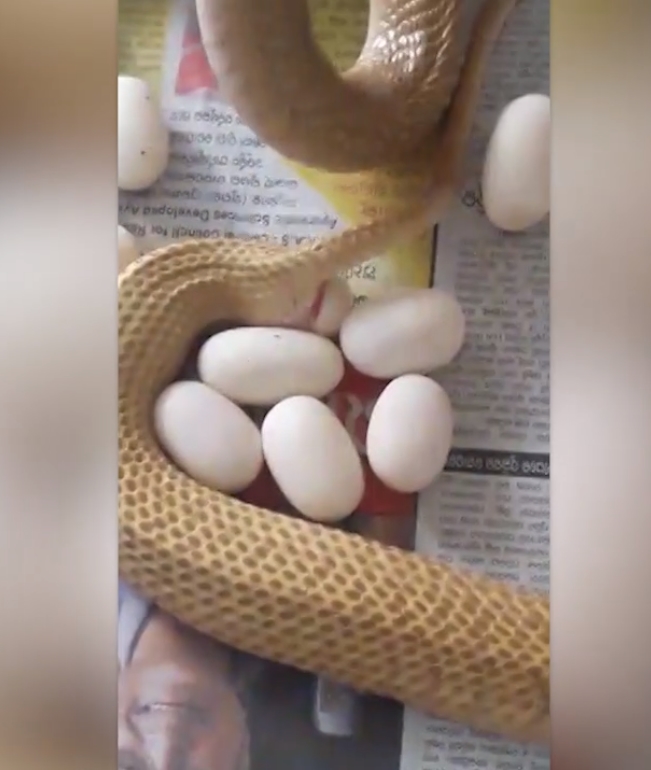 23개의 알을 낳은 코브라 모습(사진출처: Caters TV 영상 캡처)