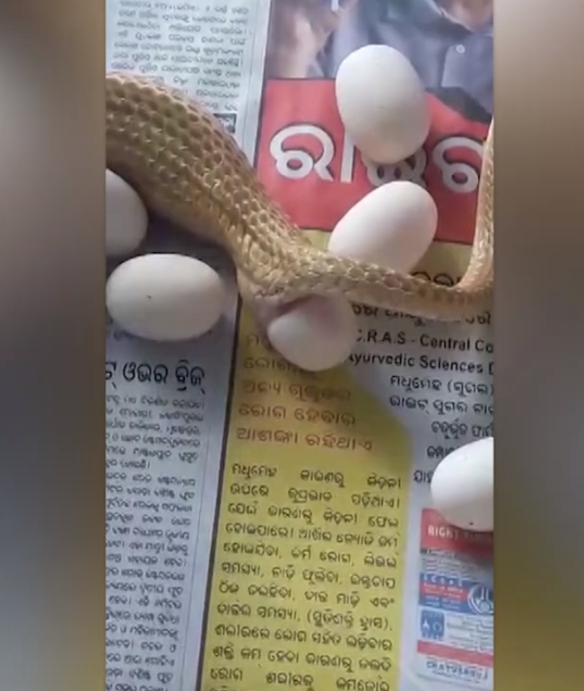 23개의 알을 낳은 코브라 모습(사진출처: Caters TV 영상 캡처)