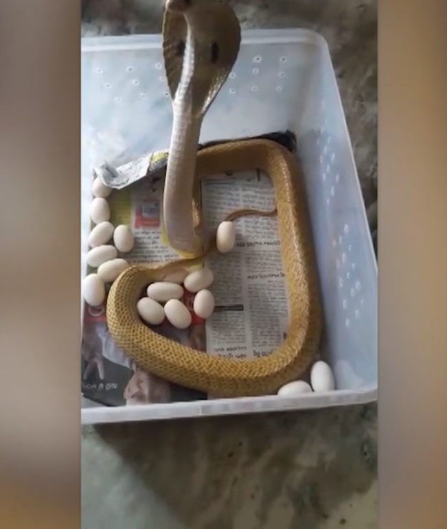 23개의 알을 낳은 코브라 모습(사진출처: Caters TV 영상 캡처)