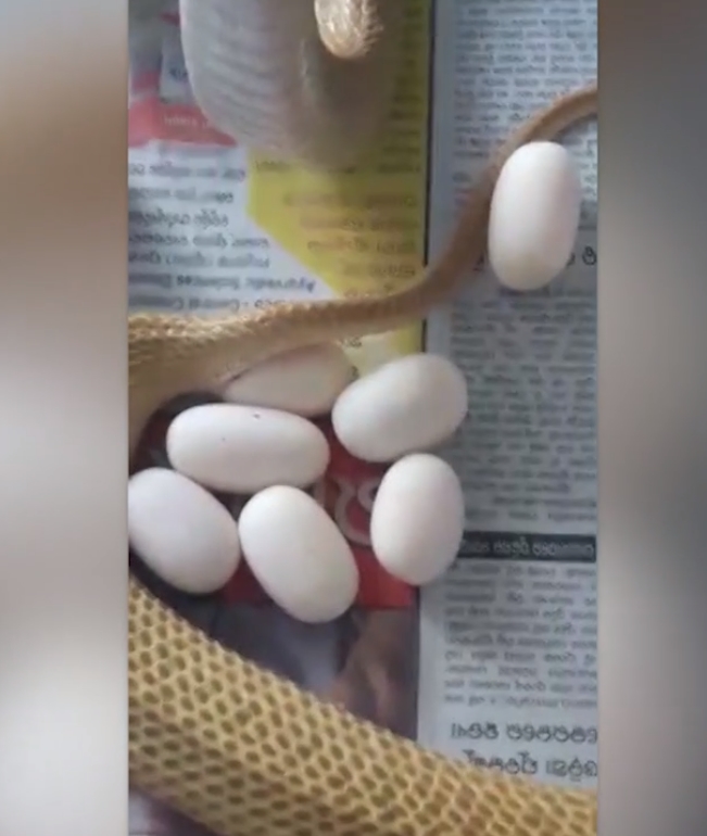 23개의 알을 낳은 코브라 모습(사진출처: Caters TV 영상 캡처)