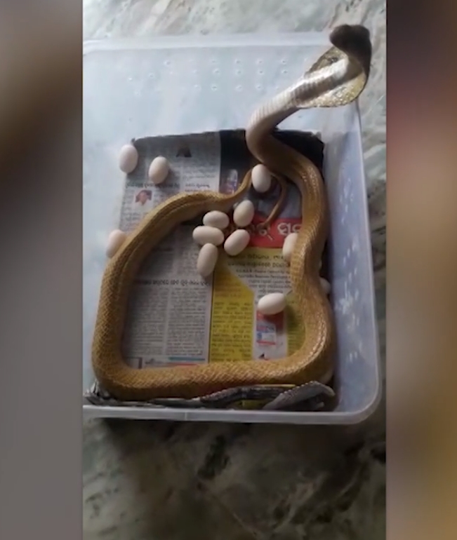 23개의 알을 낳은 코브라 모습(사진출처: Caters TV 영상 캡처)