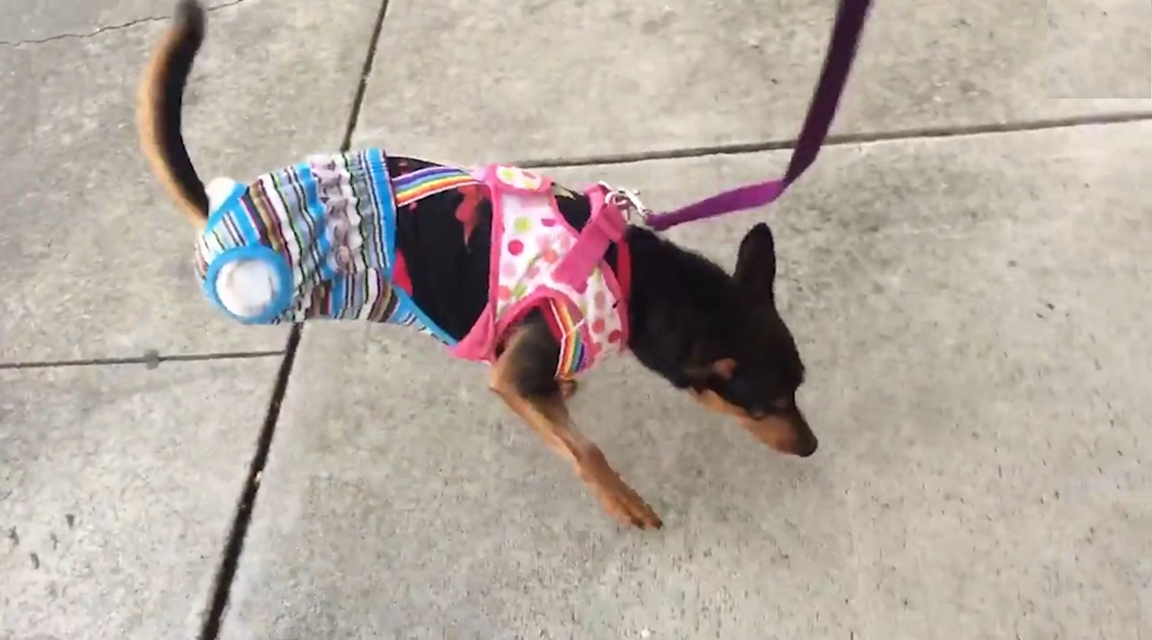 총기 사고로 두 뒷 다리가 절단된 빅토리아란 이름의 개 모습(유튜브 영상 캡처)