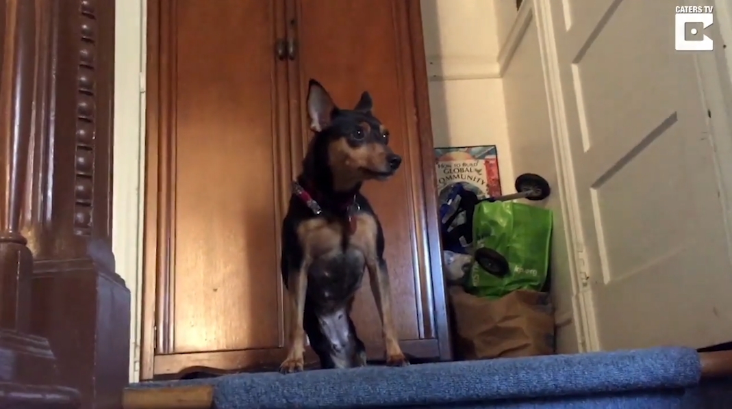 총기 사고로 두 뒷 다리가 절단된 빅토리아란 이름의 개 모습(유튜브 영상 캡처)