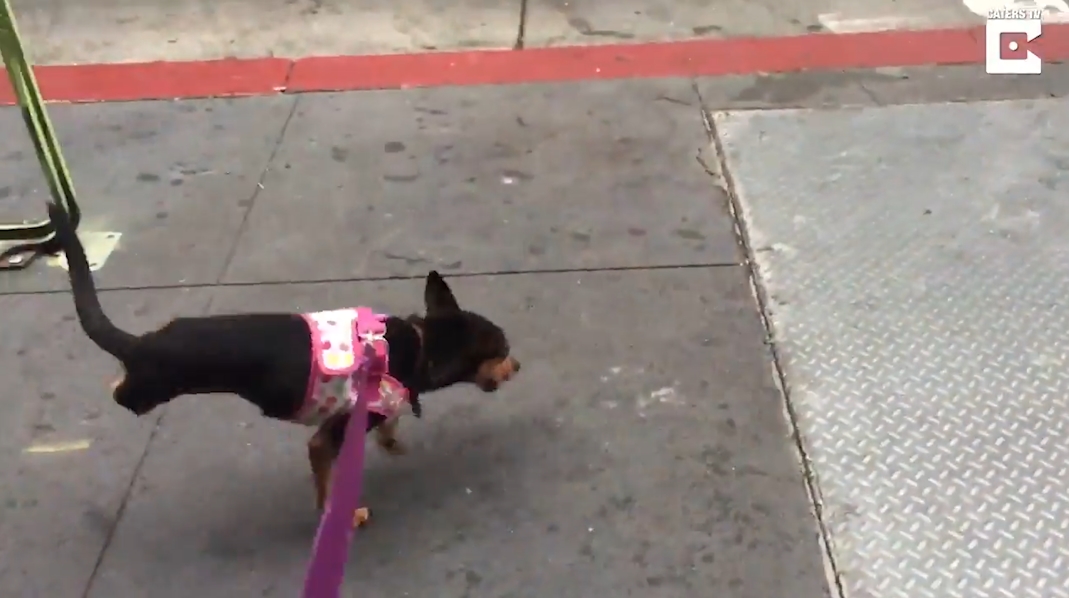 총기 사고로 두 뒷 다리가 절단된 빅토리아란 이름의 개 모습(유튜브 영상 캡처)