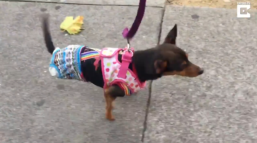 총기 사고로 두 뒷 다리가 절단된 빅토리아란 이름의 개 모습(유튜브 영상 캡처)