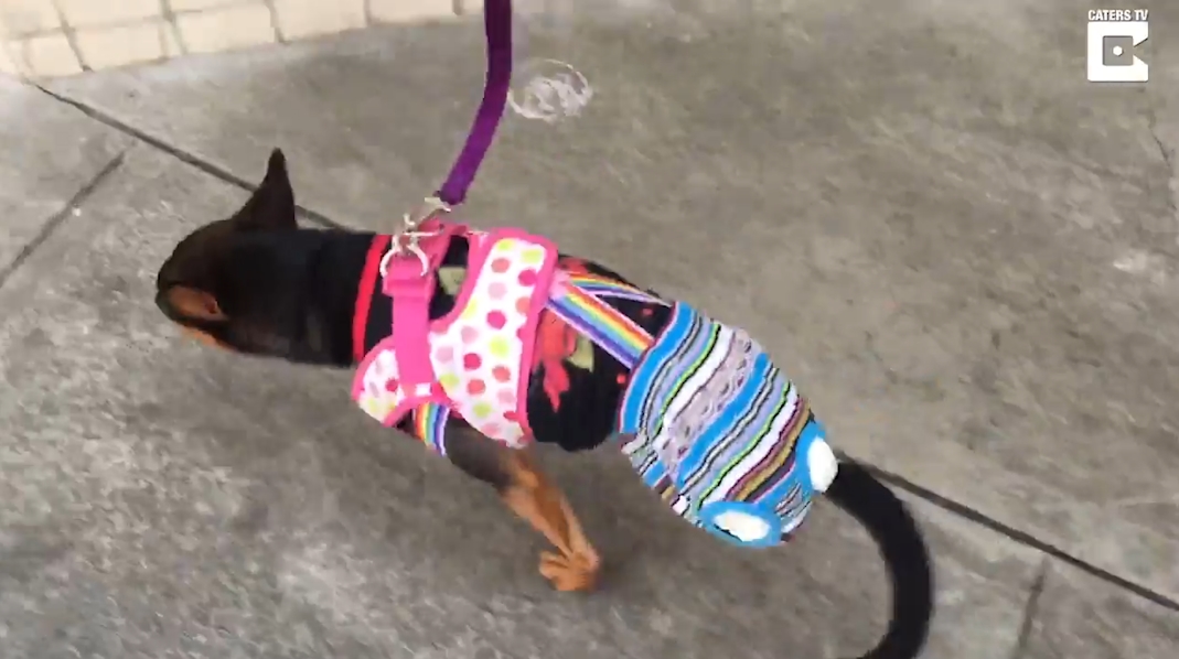 총기 사고로 두 뒷 다리가 절단된 빅토리아란 이름의 개 모습(유튜브 영상 캡처)