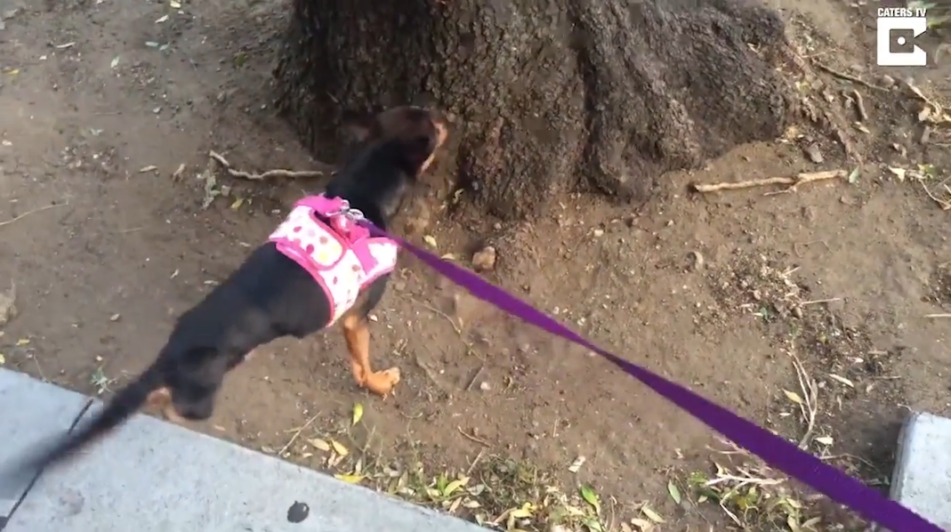 총기 사고로 두 뒷 다리가 절단된 빅토리아란 이름의 개 모습(유튜브 영상 캡처)