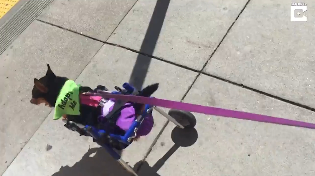 총기 사고로 두 뒷 다리가 절단된 빅토리아란 이름의 개 모습(유튜브 영상 캡처)