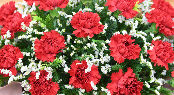 어버이날을 하루 앞둔 7일 오후 서울 양재동 꽃 도매시장에 카네이션. 2018.5.7 도준석 기자 pado@seoul.co.kr