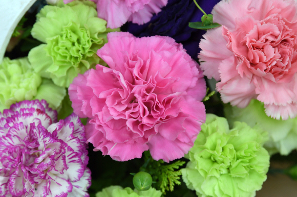 어버이날을 하루 앞둔 7일 오후 서울 양재동 꽃 도매시장에 카네이션. 2018.5.7 도준석 기자 pado@seoul.co.kr