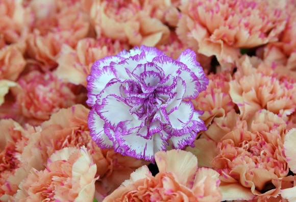 어버이날을 하루 앞둔 7일 오후 서울 양재동 꽃 도매시장에 카네이션. 2018.5.7 도준석 기자 pado@seoul.co.kr