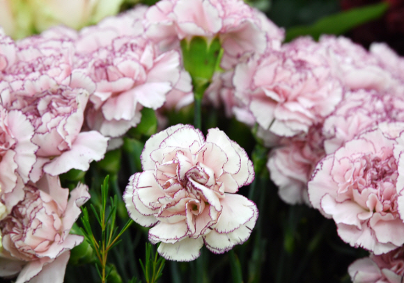 어버이날을 하루 앞둔 7일 오후 서울 양재동 꽃 도매시장에 카네이션. 2018.5.7 도준석 기자 pado@seoul.co.kr