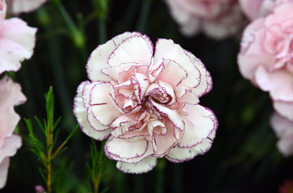 어버이날을 하루 앞둔 7일 오후 서울 양재동 꽃 도매시장에 카네이션. 2018.5.7 도준석 기자 pado@seoul.co.kr