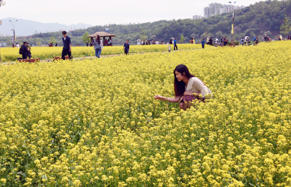 연휴 마지막날인 7일 경기 구리시한강시민공원에서 열린 유채꽃 축제에 많은 시민들이 모여 즐거운 시간을 보내고 있다 2018.5.7 최해국 선임기자seaworld@seoul.co.kr