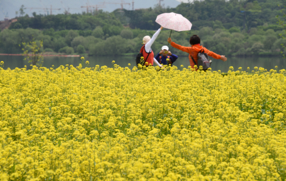 연휴 마지막날인 7일 경기 구리시한강시민공원에서 열린 유채꽃 축제에 많은 시민들이 모여 즐거운 시간을 보내고 있다 2018.5.7 최해국 선임기자seaworld@seoul.co.kr