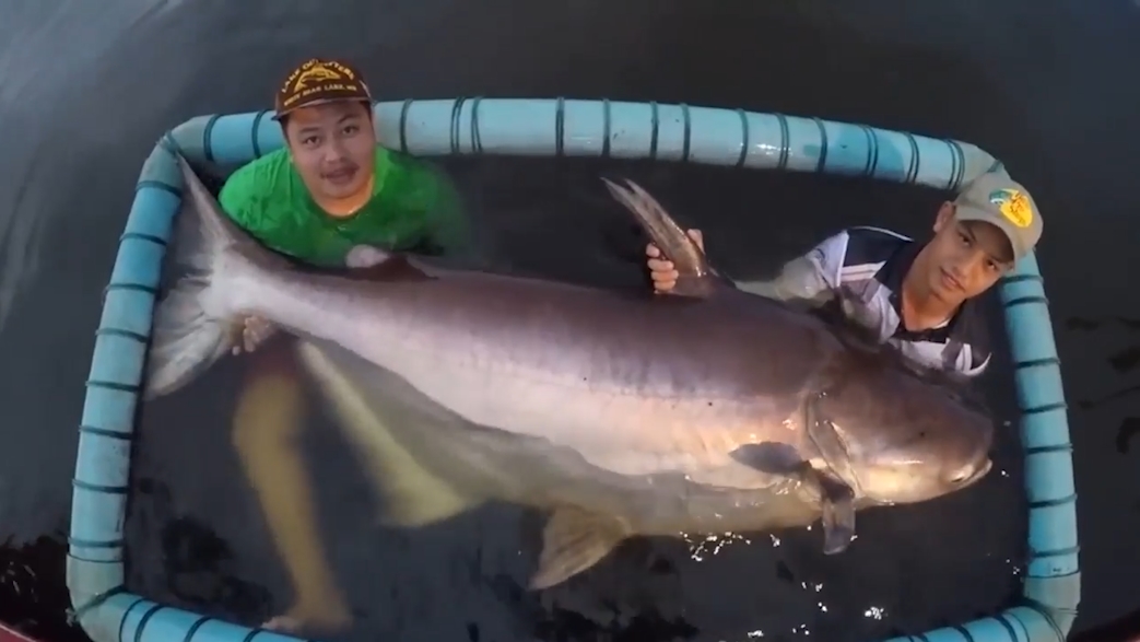 길이 2.1미터, 무게 170킬로그램의 초대형 메기가 잡힌 모습(유튜브 영상 캡처)