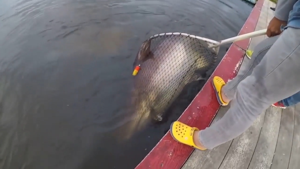 길이 2.1미터, 무게 170킬로그램의 초대형 메기가 잡힌 모습(유튜브 영상 캡처)
