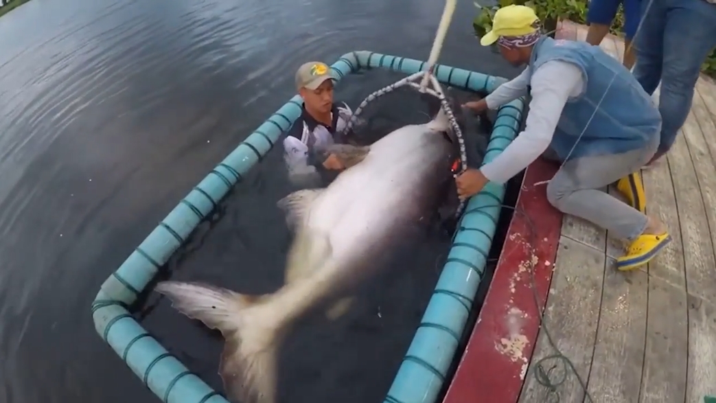 길이 2.1미터, 무게 170킬로그램의 초대형 메기가 잡힌 모습(유튜브 영상 캡처)