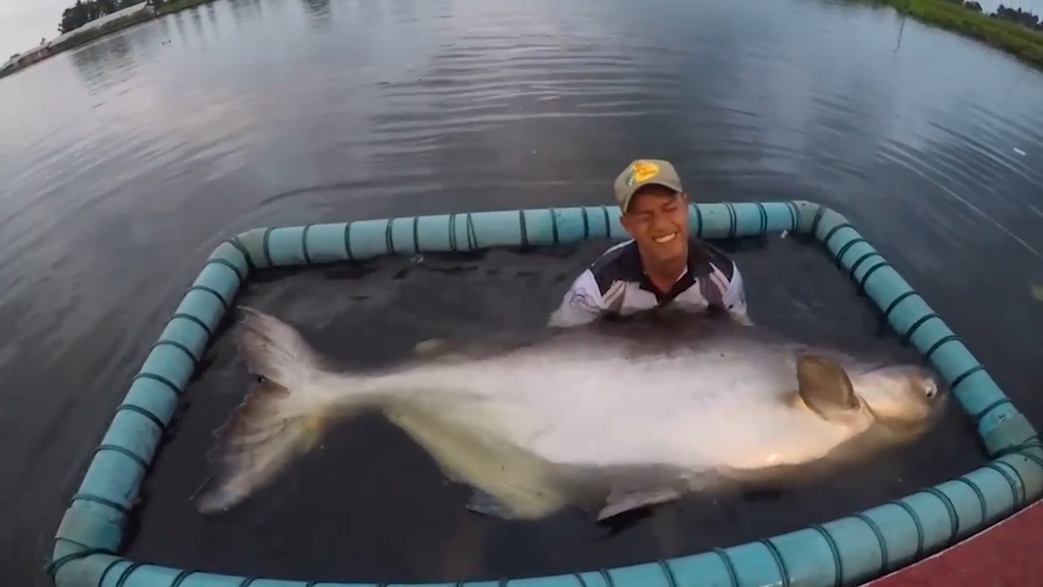 길이 2.1미터, 무게 170킬로그램의 초대형 메기가 잡힌 모습(유튜브 영상 캡처)
