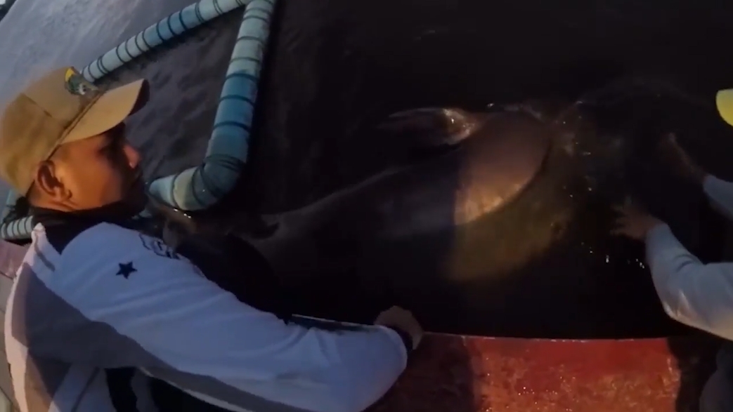 길이 2.1미터, 무게 170킬로그램의 초대형 메기가 잡힌 모습(유튜브 영상 캡처)