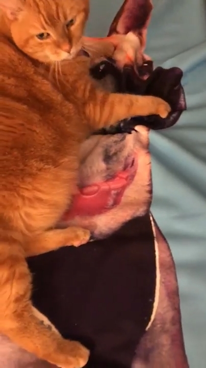 고양이 한 마리가 세퍼드 개가 그려진 큰 수건 위에 누워 마치 살아있는 개를 만지고 쓰다듬는 것처럼 곁을 떠나지 않는 모습(유튜브 영상 캡처)