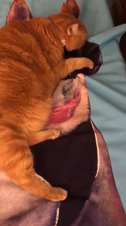 고양이 한 마리가 세퍼드 개가 그려진 큰 수건 위에 누워 마치 살아있는 개를 만지고 쓰다듬는 것처럼 곁을 떠나지 않는 모습(유튜브 영상 캡처)