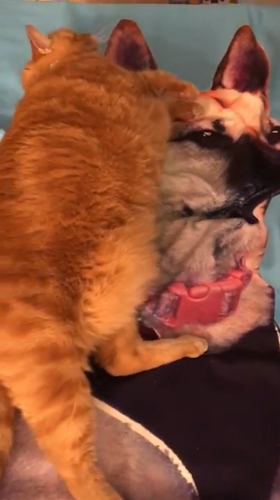 고양이 한 마리가 세퍼드 개가 그려진 큰 수건 위에 누워 마치 살아있는 개를 만지고 쓰다듬는 것처럼 곁을 떠나지 않는 모습(유튜브 영상 캡처)