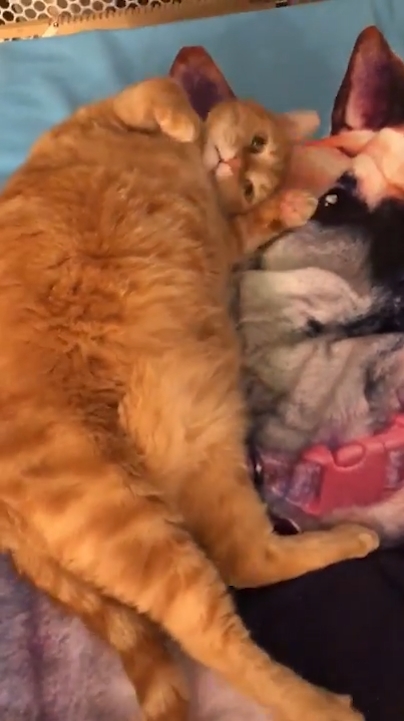 고양이 한 마리가 세퍼드 개가 그려진 큰 수건 위에 누워 마치 살아있는 개를 만지고 쓰다듬는 것처럼 곁을 떠나지 않는 모습(유튜브 영상 캡처)