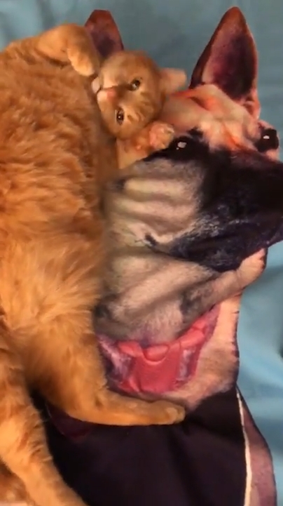 고양이 한 마리가 세퍼드 개가 그려진 큰 수건 위에 누워 마치 살아있는 개를 만지고 쓰다듬는 것처럼 곁을 떠나지 않는 모습(유튜브 영상 캡처)