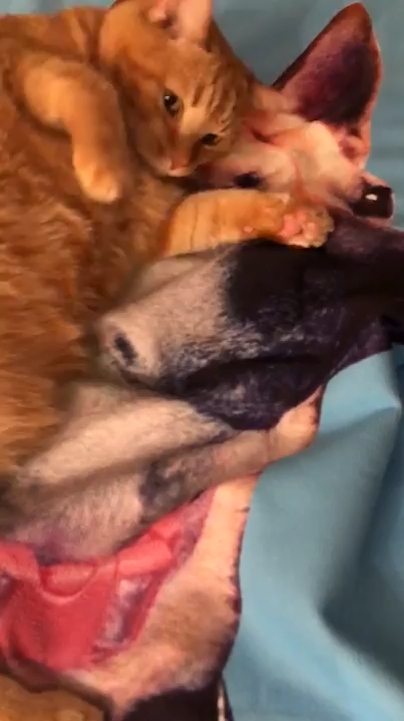 고양이 한 마리가 세퍼드 개가 그려진 큰 수건 위에 누워 마치 살아있는 개를 만지고 쓰다듬는 것처럼 곁을 떠나지 않는 모습(유튜브 영상 캡처)