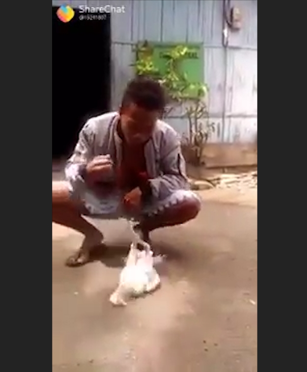 사육사의 손 짓에 맞춰 앞구르기 하는 ‘똑똑한 닭’ 모습(유튜브 영상 캡처)