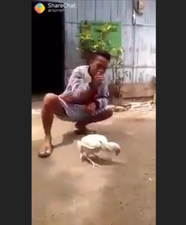 사육사의 손 짓에 맞춰 앞구르기 하는 ‘똑똑한 닭’ 모습(유튜브 영상 캡처)