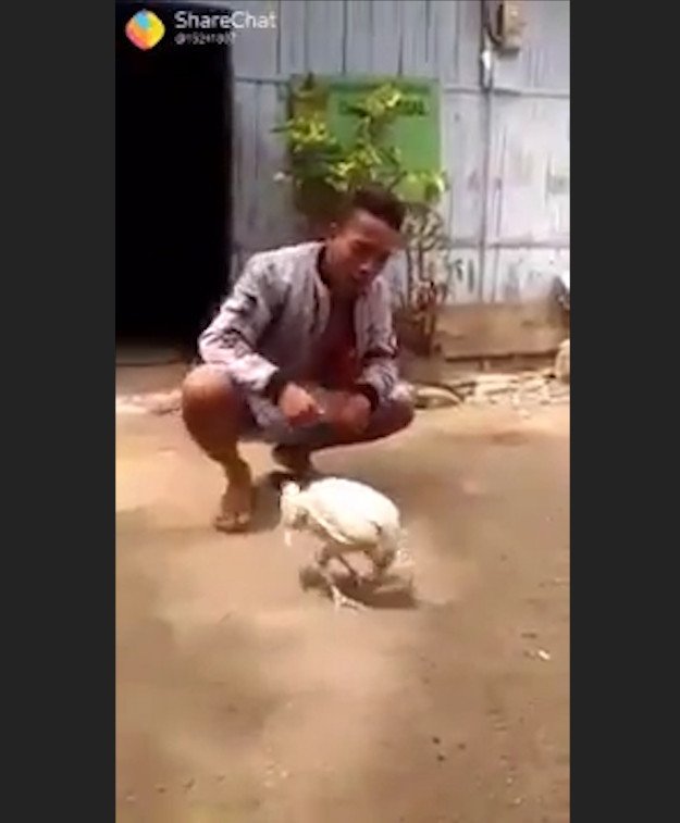 사육사의 손 짓에 맞춰 앞구르기 하는 ‘똑똑한 닭’ 모습(유튜브 영상 캡처)